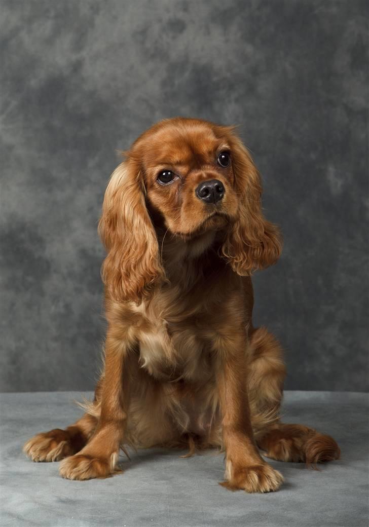 Cavalier king charles spaniel Zoe billede 14