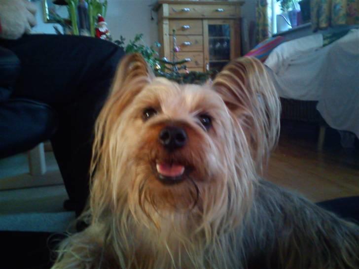 Australian silky terrier Mille billede 2
