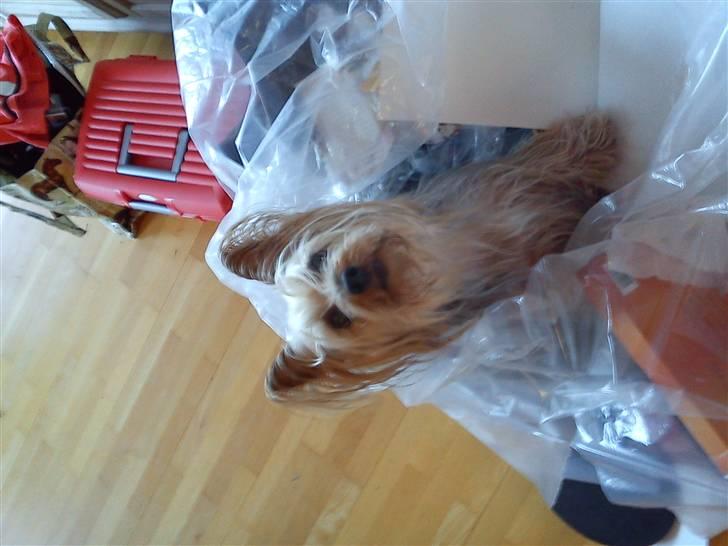 Australian silky terrier Mille billede 1