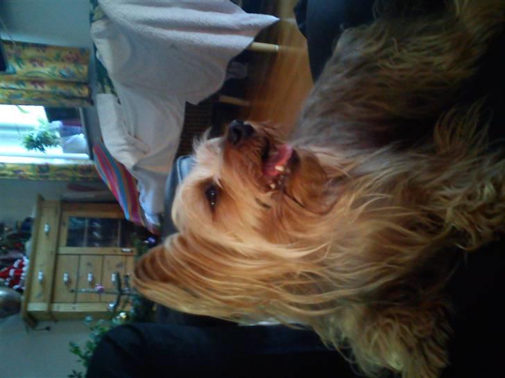 Australian silky terrier Mille billede 4