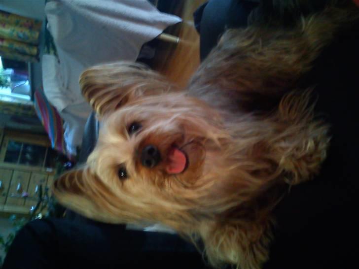 Australian silky terrier Mille billede 3