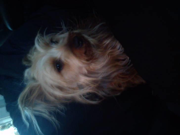 Australian silky terrier Mille billede 5