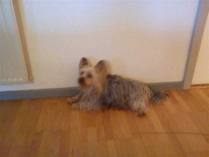 Australian silky terrier Mille billede 6