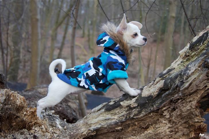 Chihuahua Caleb **SOLGT** - 25.03.2011 billede 7