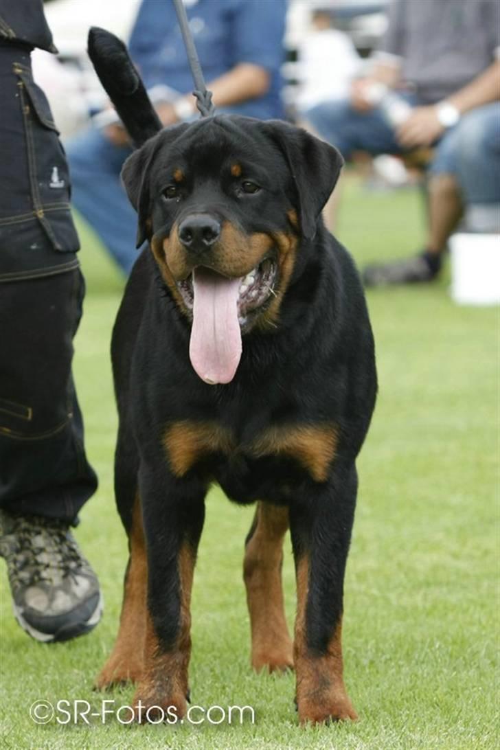 Rottweiler Arzadon Salko billede 10