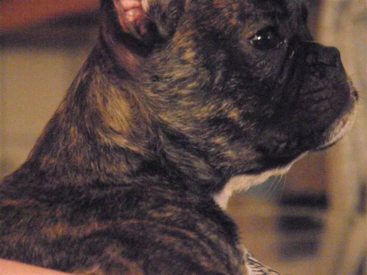 Fransk bulldog Fnug - Uhh mor hvad er det i tv'et billede 6