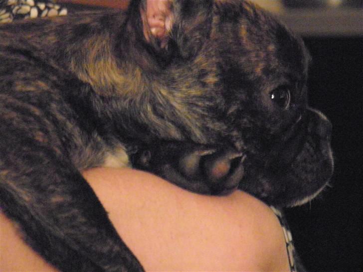 Fransk bulldog Fnug - Nåå det var vist intet billede 7