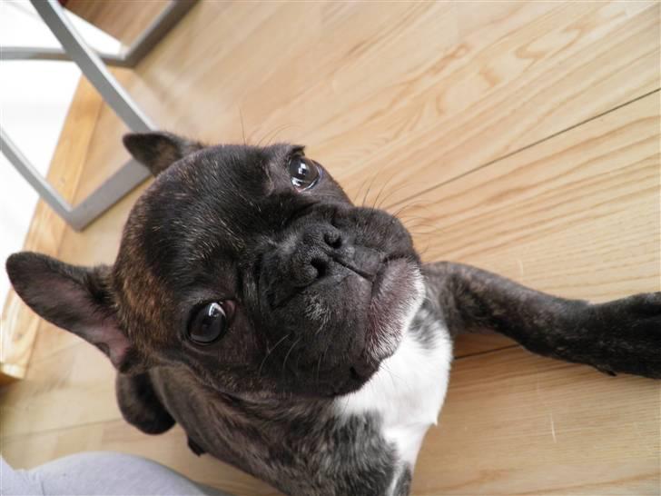 Fransk bulldog Fnug - Pas på! jeg bider :D billede 8