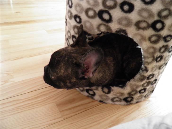 Fransk bulldog Fnug - Mit yndlings gemmested (: billede 9