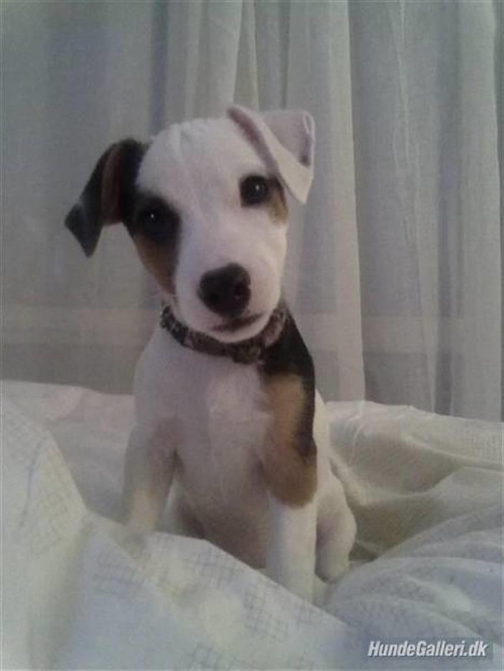 Jack russell terrier Minnie billede 5