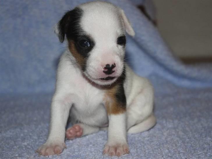 Jack russell terrier Minnie billede 2