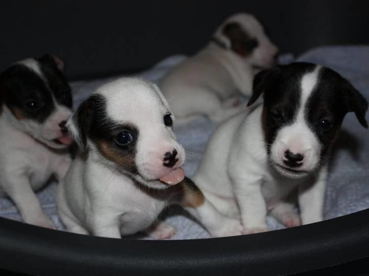 Jack russell terrier Minnie billede 3