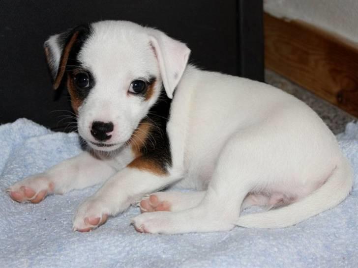 Jack russell terrier Minnie billede 1