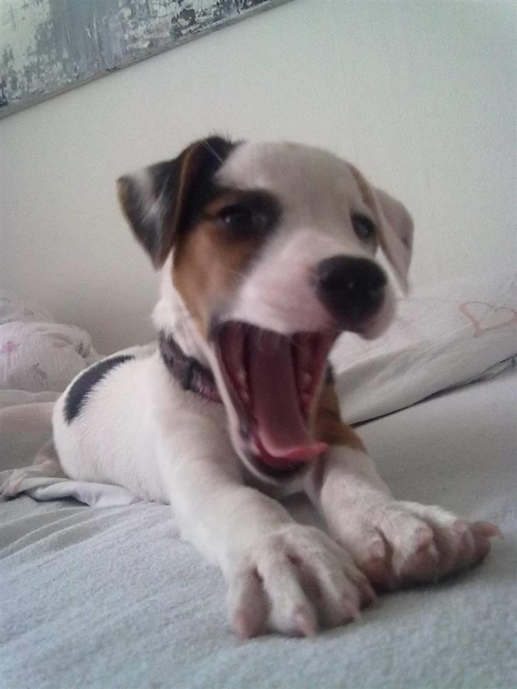 Jack russell terrier Minnie - 12 uger billede 8