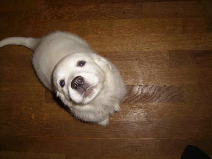 Golden retriever Elvira Madigan billede 13