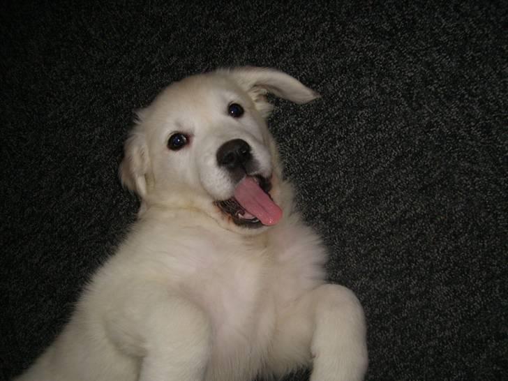 Golden retriever Elvira Madigan billede 14