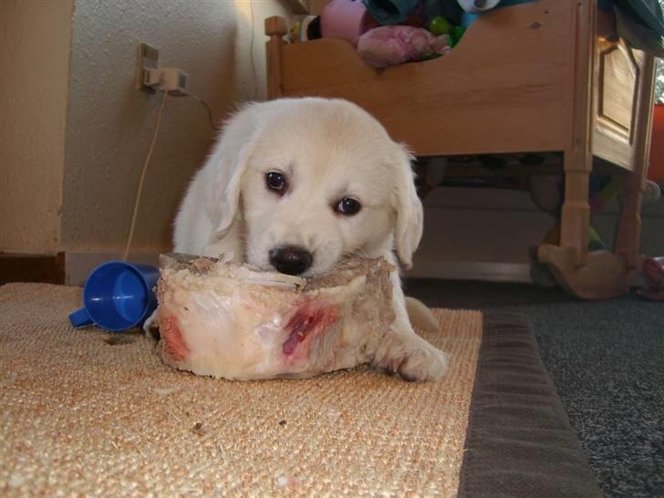 Golden retriever Elvira Madigan billede 15