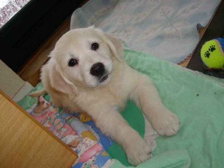 Golden retriever Elvira Madigan billede 16