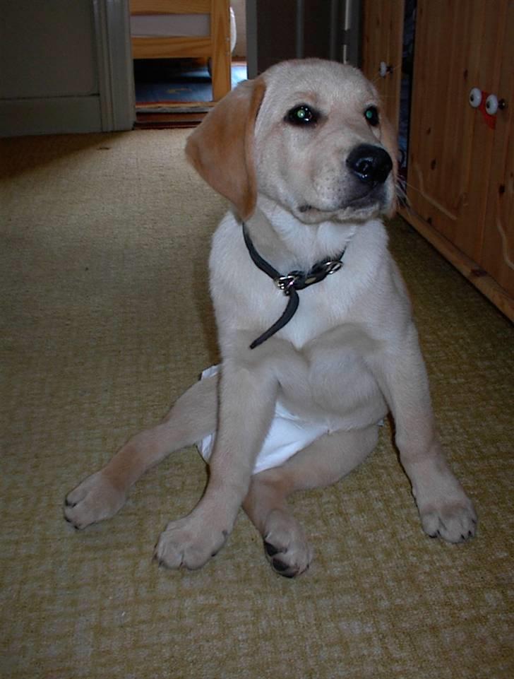 Labrador retriever Danny *Min* Tidl. Hund :( - Velkommen til Danny´s Profil :D <3 billede 1