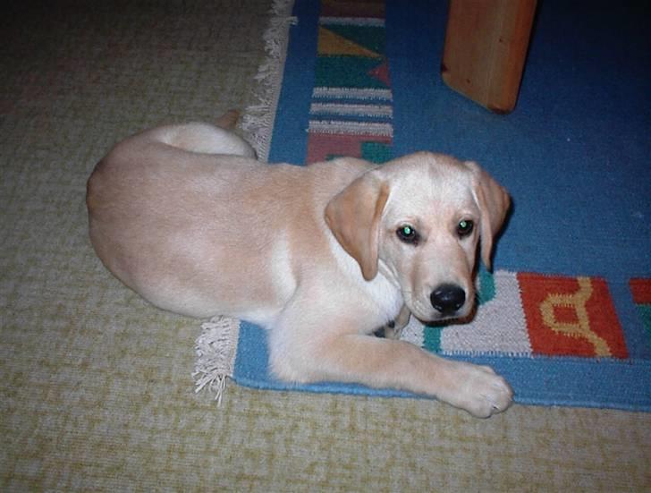 Labrador retriever Danny *Min* Tidl. Hund :( - Elsker dig Danny<3! billede 2