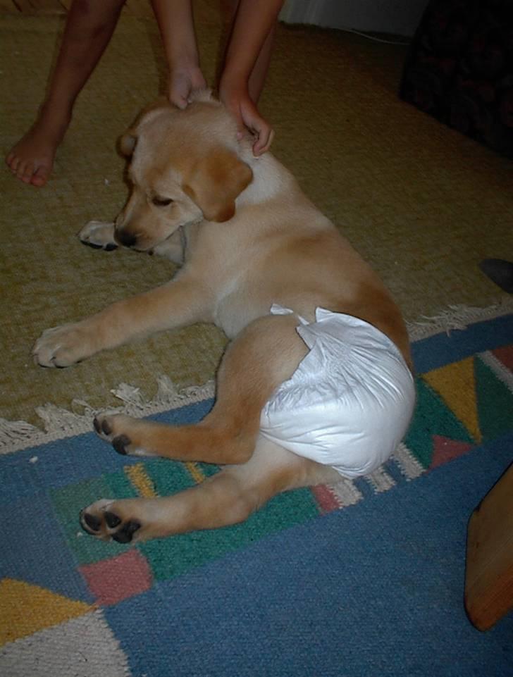 Labrador retriever Danny *Min* Tidl. Hund :( - Danny med ble ;) FUCH HVOR JEG SAVNER DIG MIN ELSKEDE HUND :´( billede 3