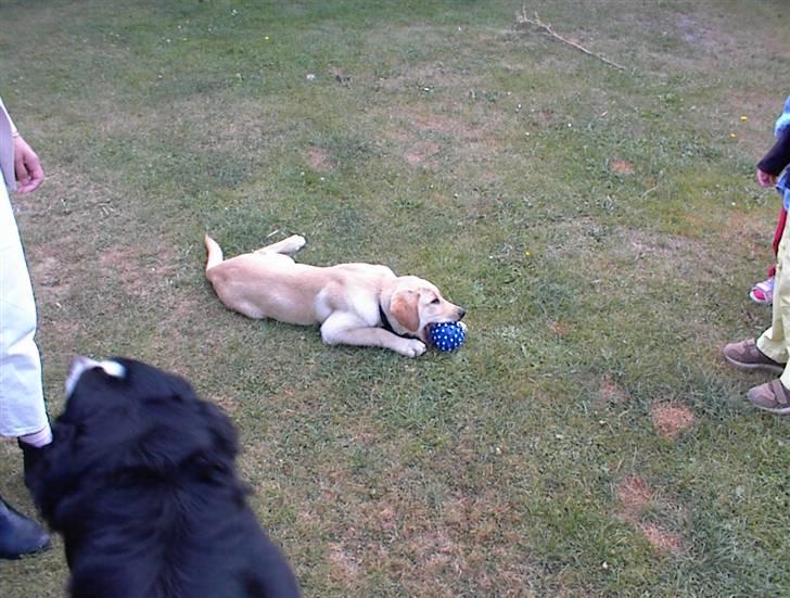 Labrador retriever Danny *Min* Tidl. Hund :( - Min bold muahahah ;) billede 4
