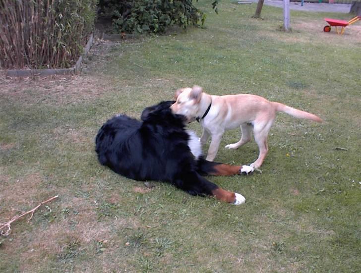 Labrador retriever Danny *Min* Tidl. Hund :( - Danny og sin nye legekamerat :D billede 5