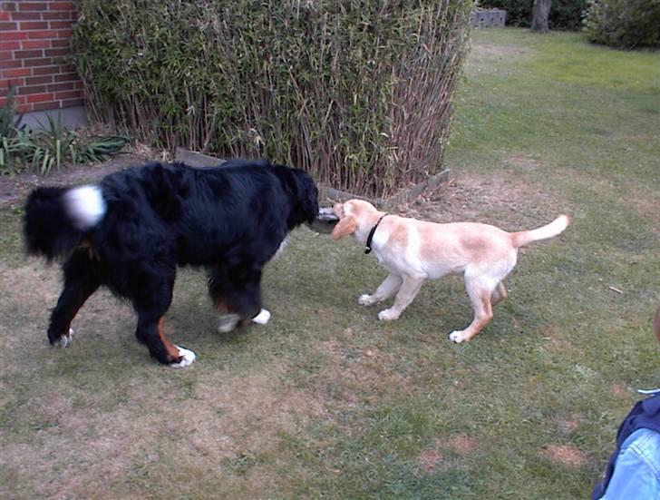 Labrador retriever Danny *Min* Tidl. Hund :( billede 6