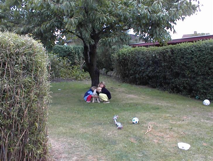 Labrador retriever Danny *Min* Tidl. Hund :( - Lige den sidste farvel krammer :´( billede 7