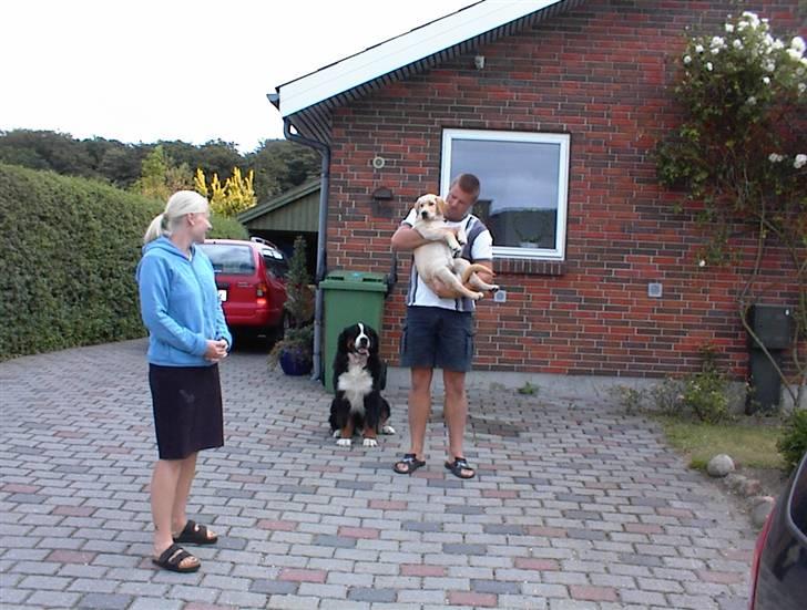 Labrador retriever Danny *Min* Tidl. Hund :( - Det sidste billede inden vi tog afsted :( Det er hans nye familie og han har det godt nu :´) billede 8