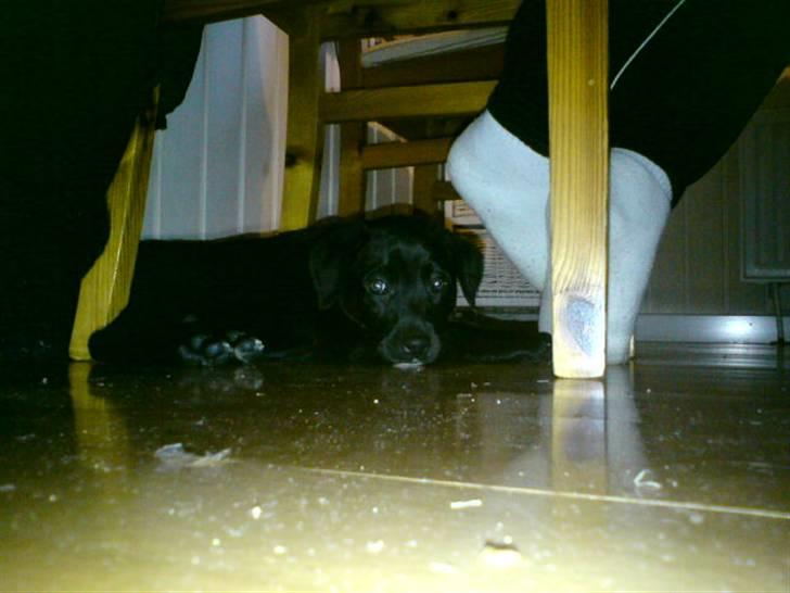 Blanding af racer Blackie billede 6