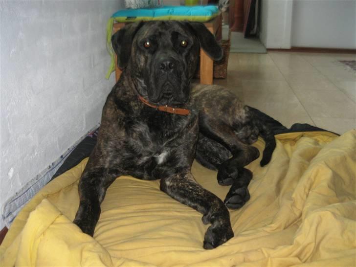 Boerboel Kiwi **SOLGT** billede 20
