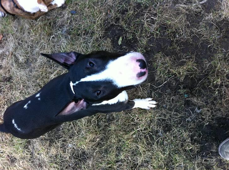 Bullterrier " Eddie "  *Himmelhund* billede 1