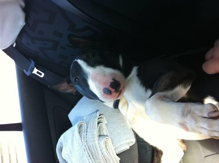 Bullterrier " Eddie "  *Himmelhund* billede 2
