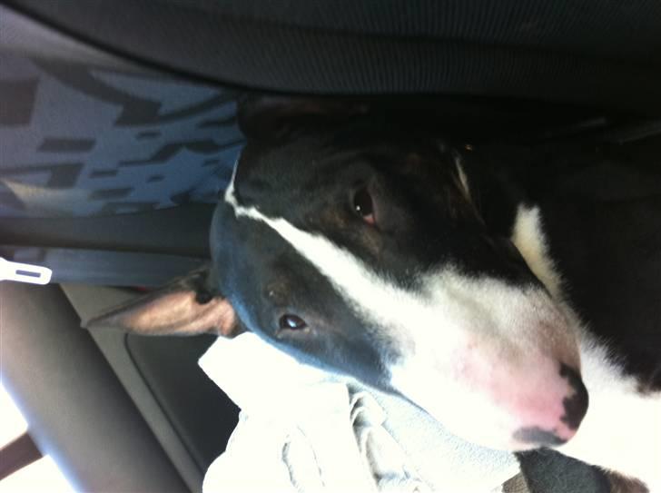 Bullterrier " Eddie "  *Himmelhund* billede 3