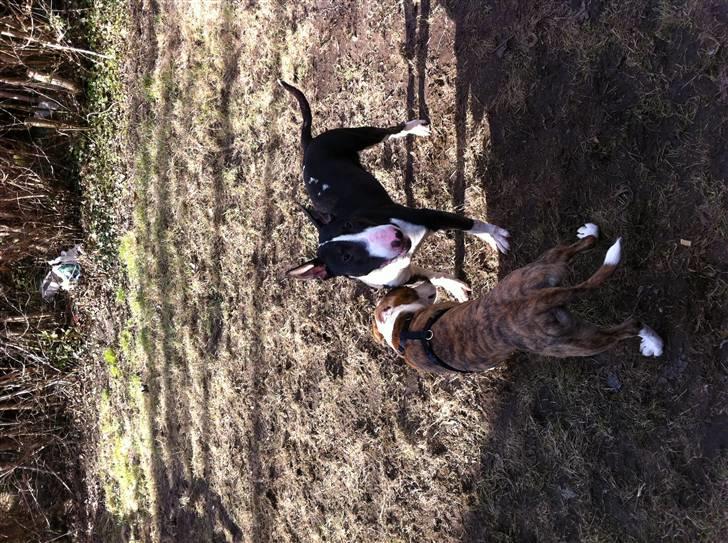 Bullterrier " Eddie "  *Himmelhund* billede 4