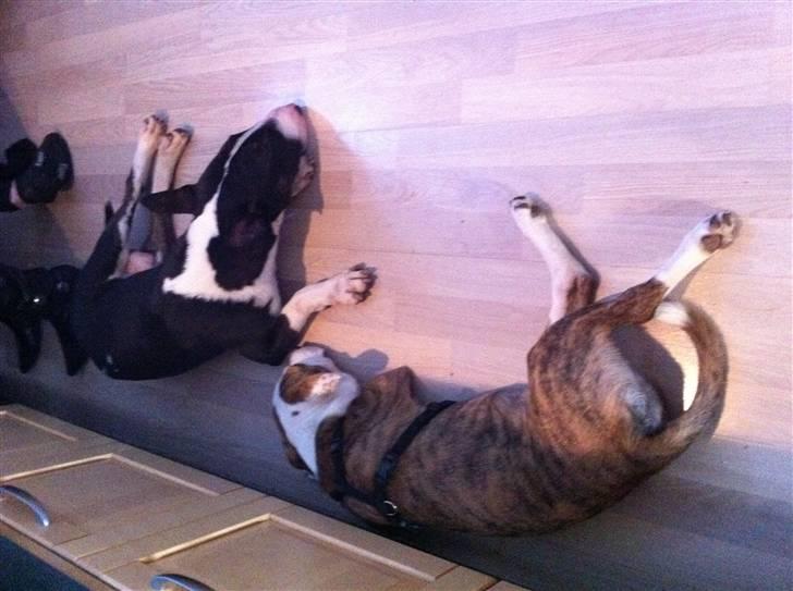 Bullterrier " Eddie "  *Himmelhund* billede 5