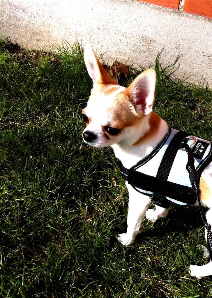 Chihuahua Gismo//Gisser. billede 4