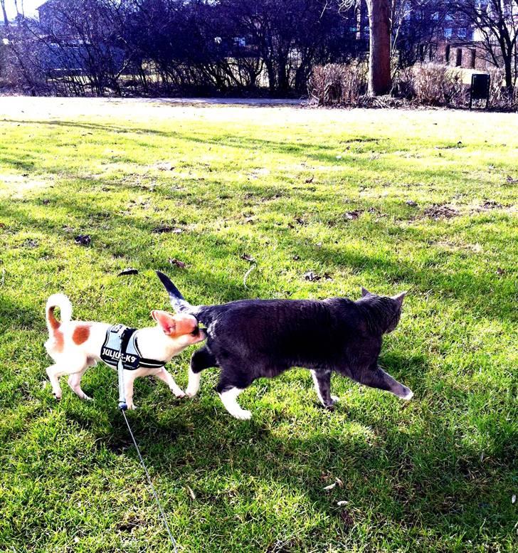 Chihuahua Gismo//Gisser. billede 5