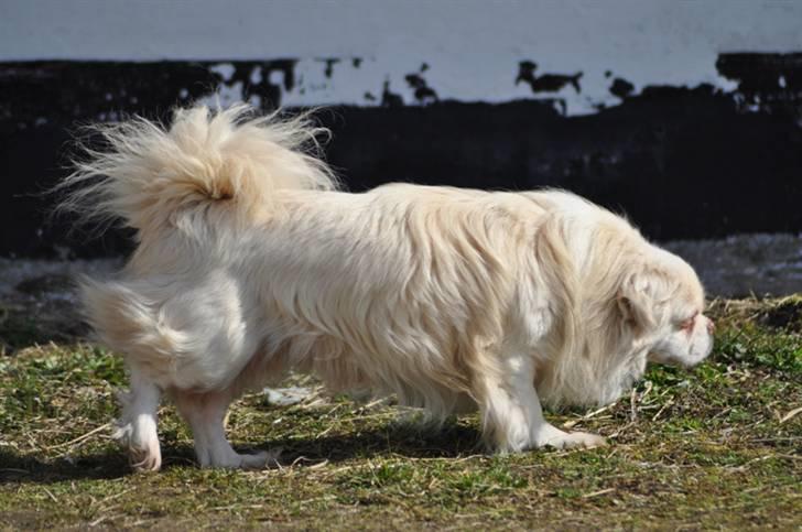 Tibetansk spaniel Zenta Le Roy billede 7