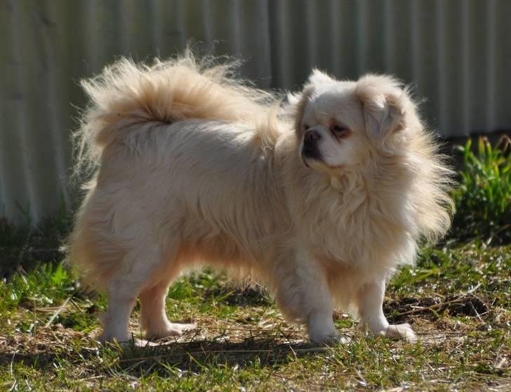 Tibetansk spaniel Zenta Le Roy billede 8