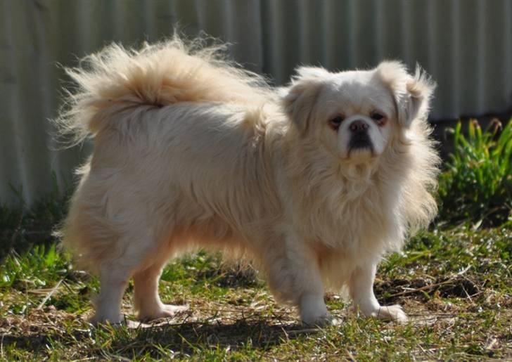 Tibetansk spaniel Zenta Le Roy billede 9