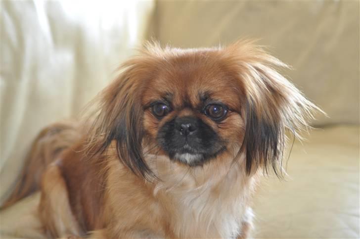 Pekingeser Pinky billede 9