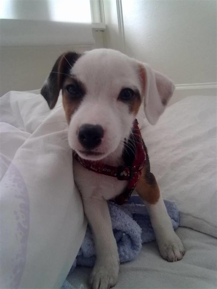 Jack russell terrier Minnie billede 7