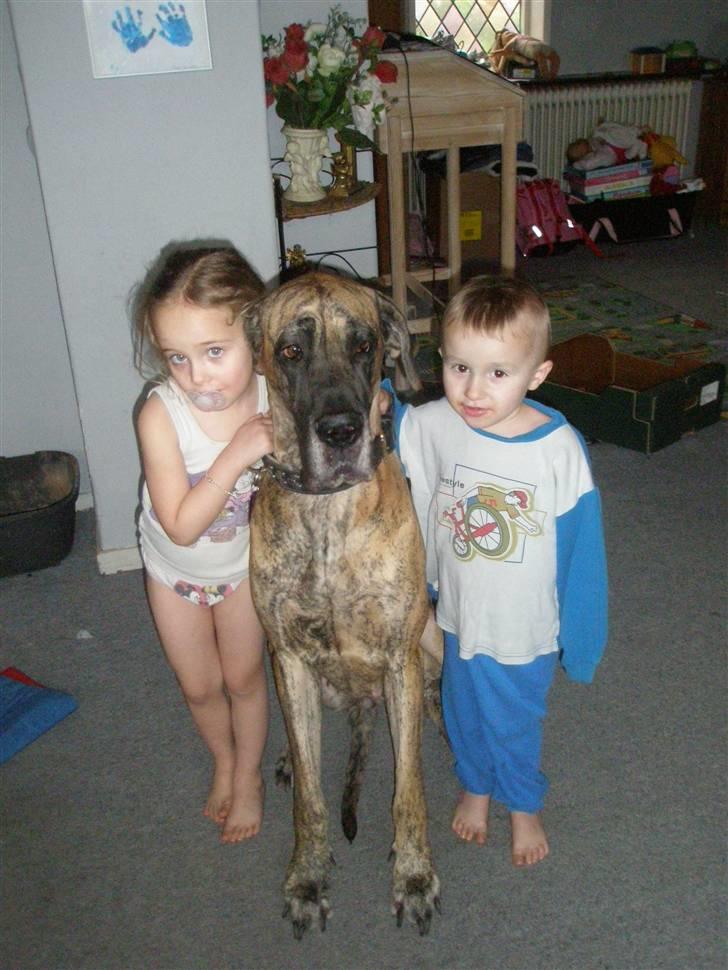 Grand danois Kaika billede 1