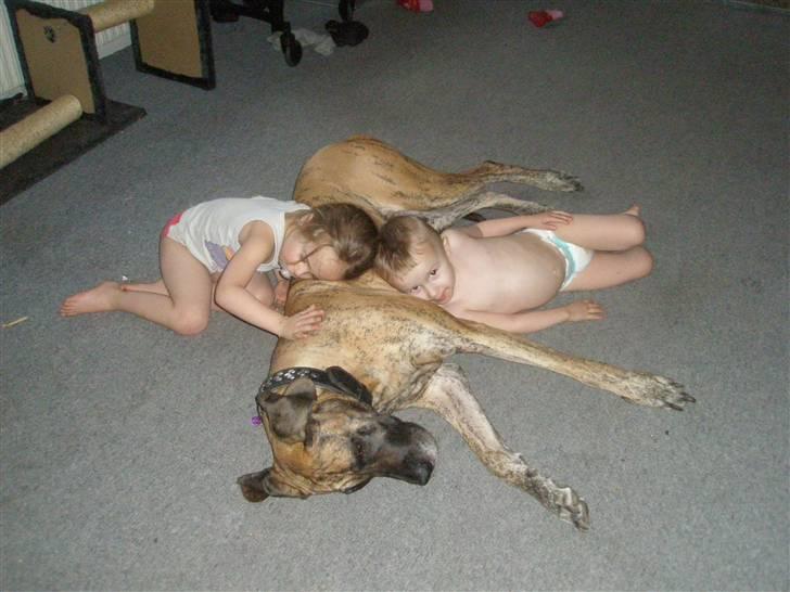 Grand danois Kaika billede 2