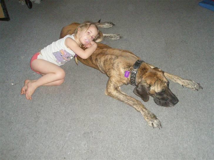 Grand danois Kaika billede 3