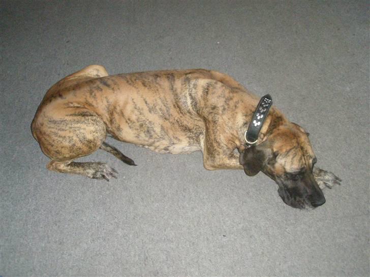 Grand danois Kaika billede 4