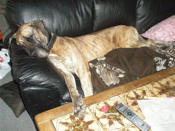 Grand danois Kaika billede 5