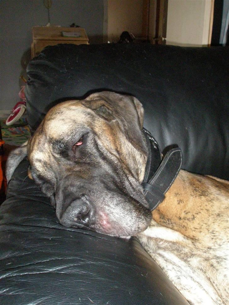 Grand danois Kaika billede 6